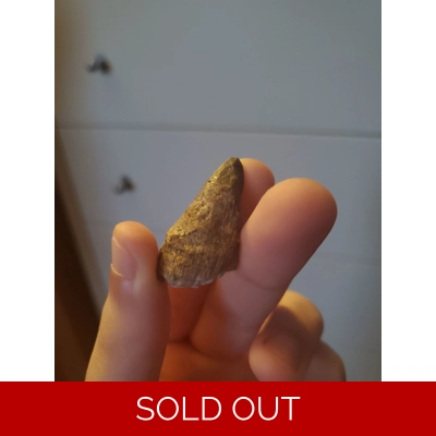 Anklylosaurus Cranial Spike Fossil